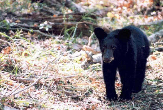 American Black Bear  Missouri Department of Conservation